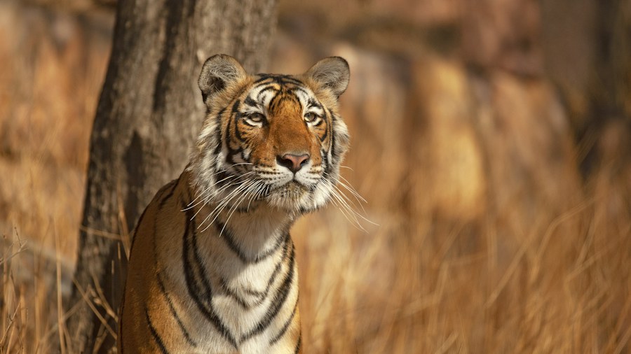 Taxi Hire For Golden Triangle With Ranthambore